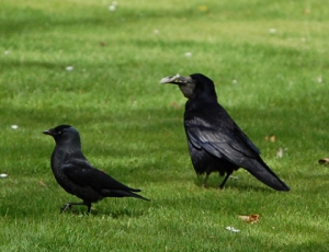 Jackdaw and Rook cropped